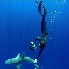 Leading shark tours on the north shore