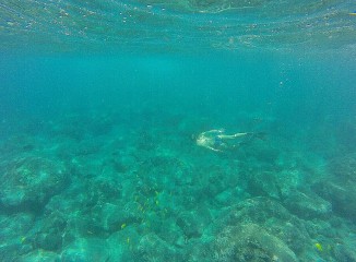 Free diving, Hawaii