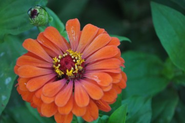 flower on a farm I live and work on