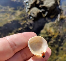 Hiking through the ocean trails in Palos Verdes